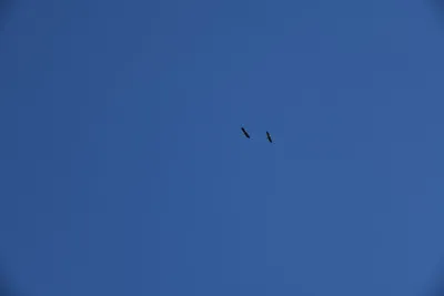 DSC_0275 (Large).JPG